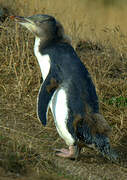 Yellow-eyed Penguin