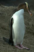 Yellow-eyed Penguin