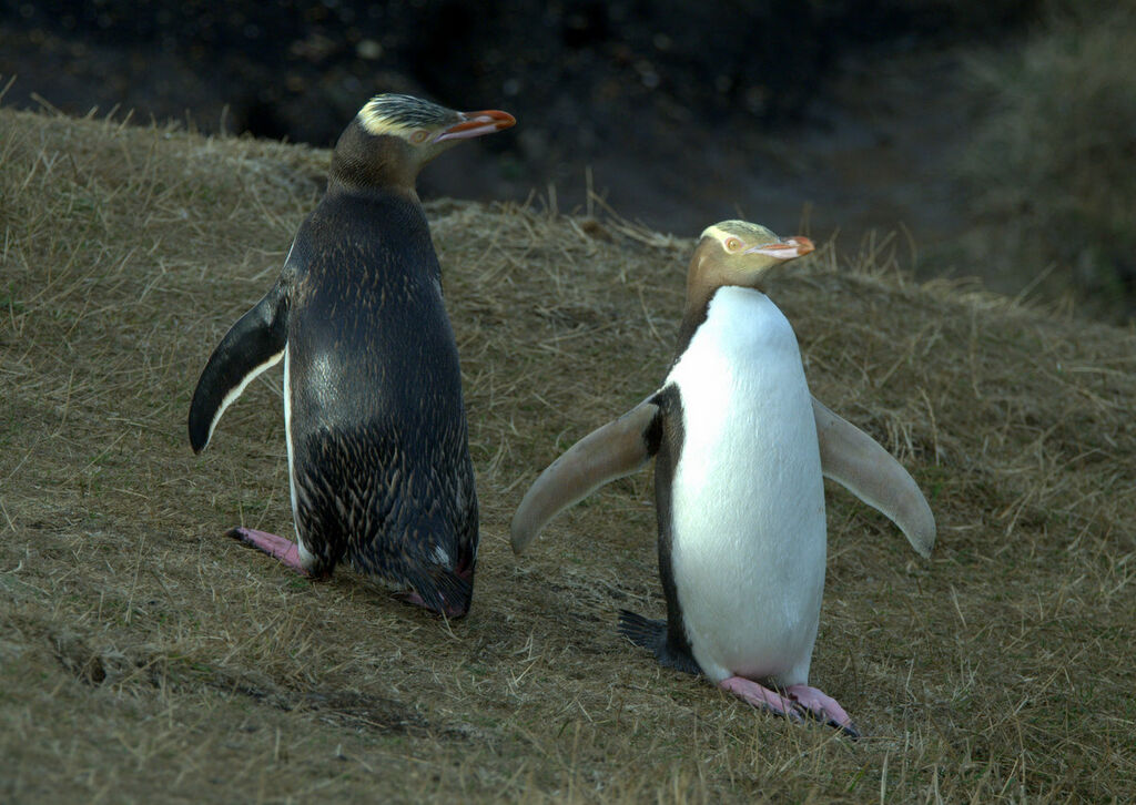 Yellow-eyed Penguin