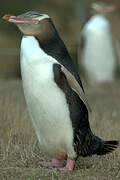 Yellow-eyed Penguin