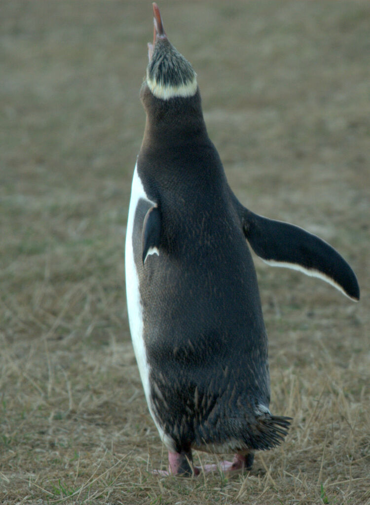 Yellow-eyed Penguin