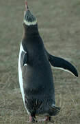 Yellow-eyed Penguin