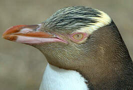 Yellow-eyed Penguin