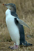 Yellow-eyed Penguin