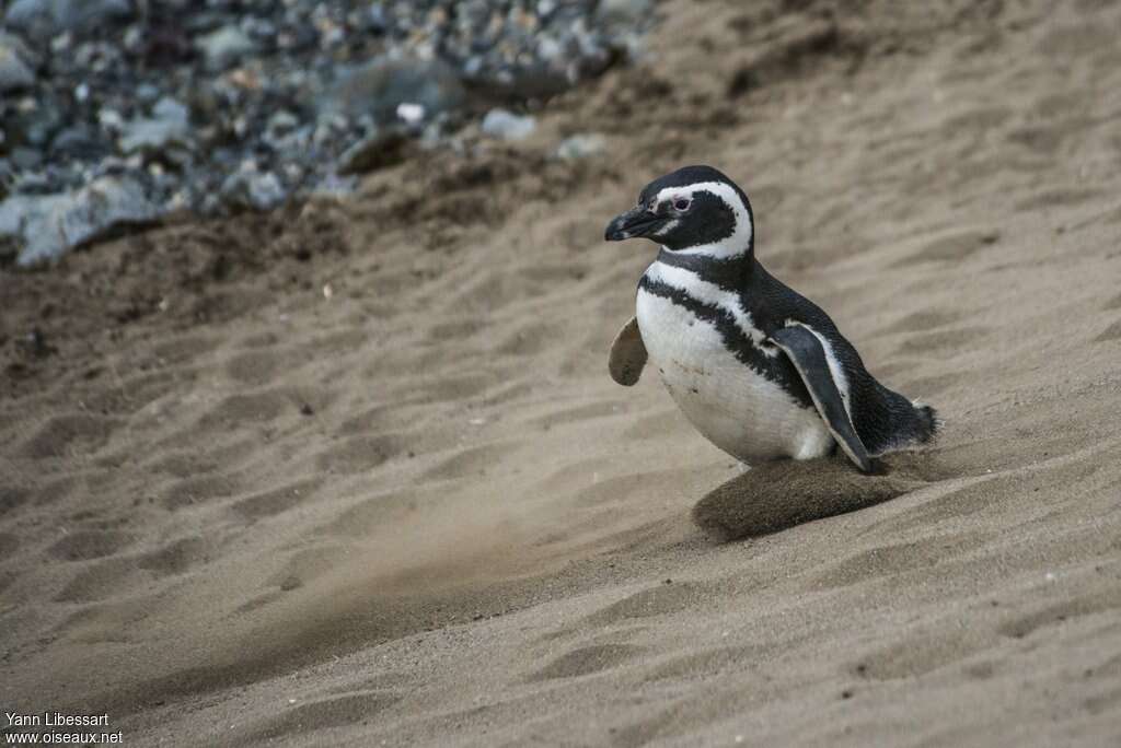 Magellanic Penguinadult, Behaviour