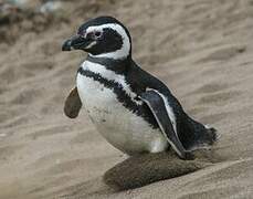 Magellanic Penguin