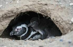 Magellanic Penguin