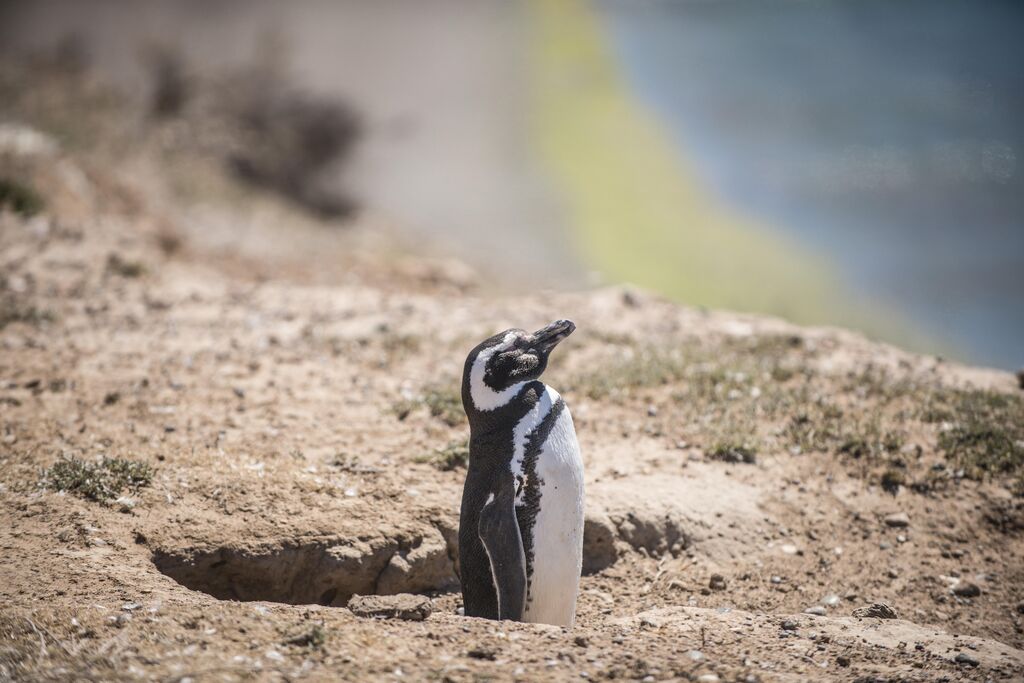 Magellanic Penguin