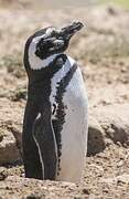 Magellanic Penguin