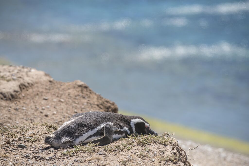 Magellanic Penguin