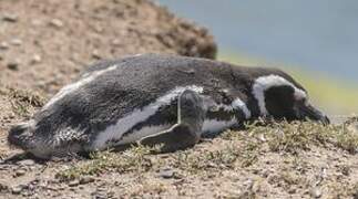 Magellanic Penguin