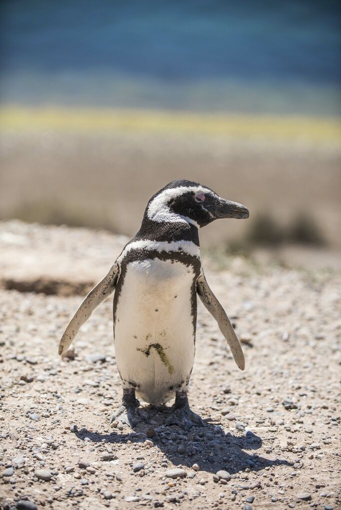 Magellanic Penguin