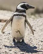 Magellanic Penguin