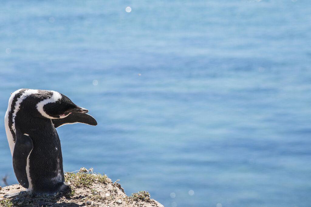 Magellanic Penguin