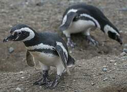 Magellanic Penguin