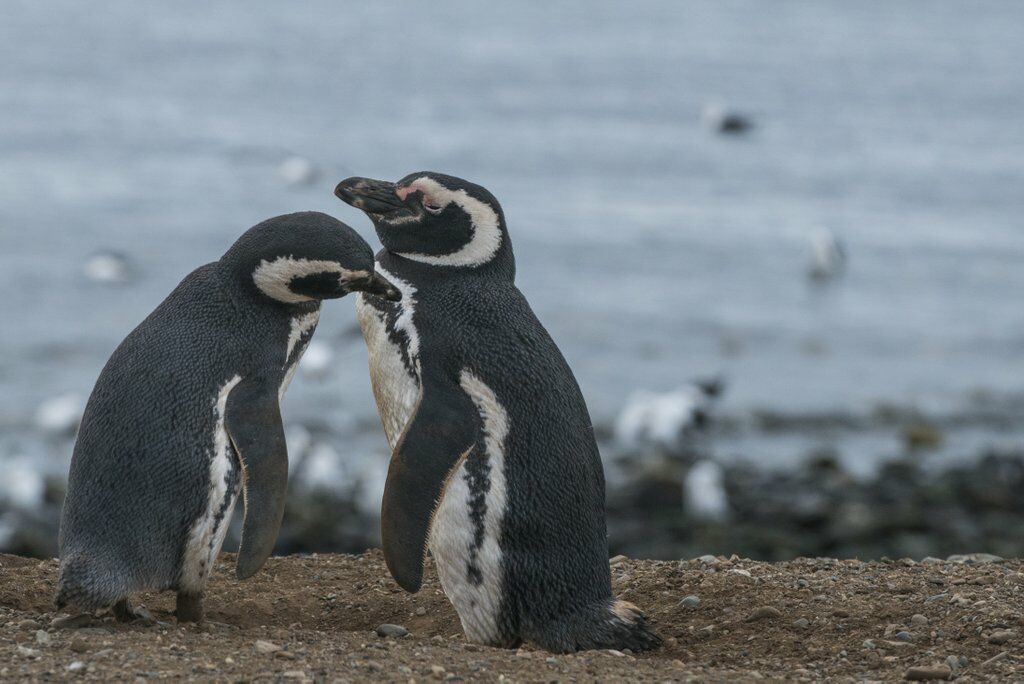 Magellanic Penguin