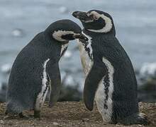 Magellanic Penguin