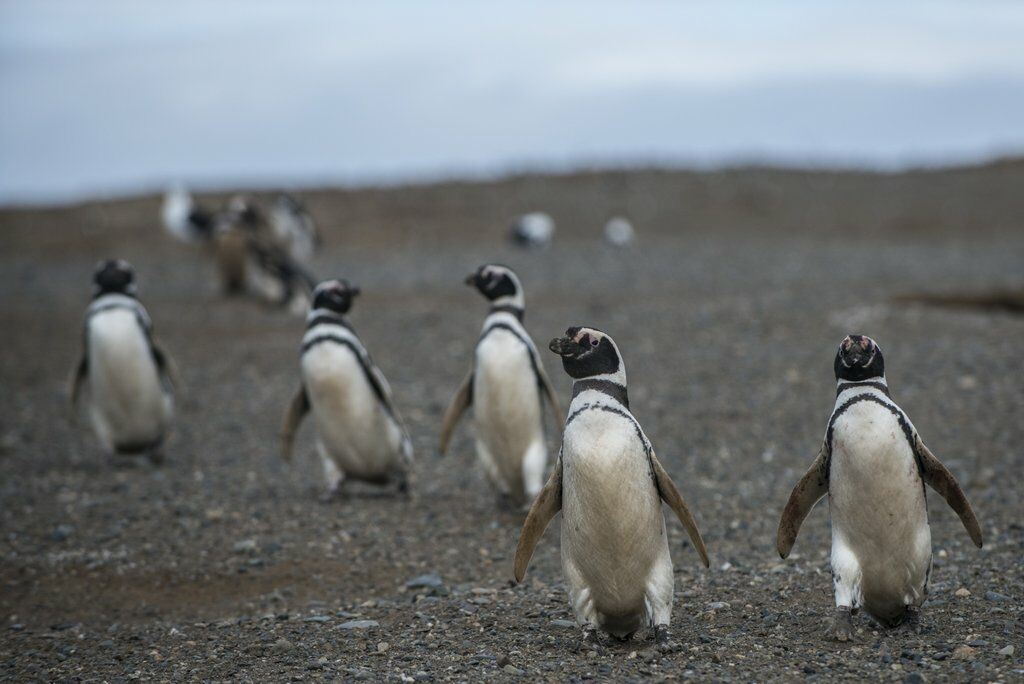 Magellanic Penguin