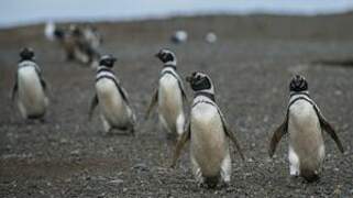 Magellanic Penguin