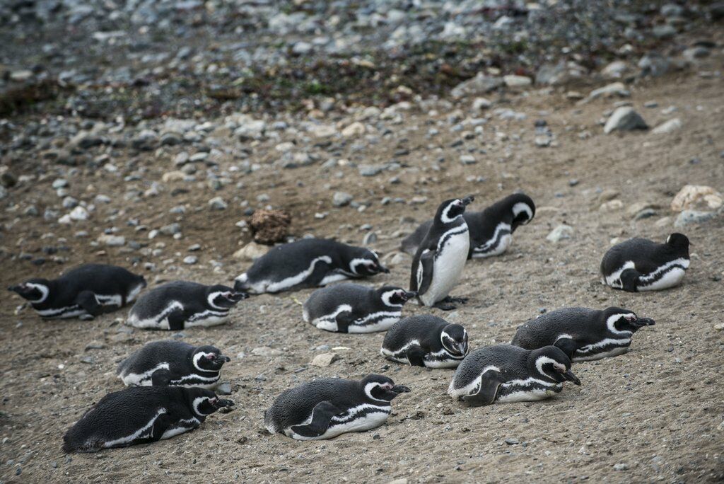 Magellanic Penguin