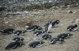 Magellanic Penguin