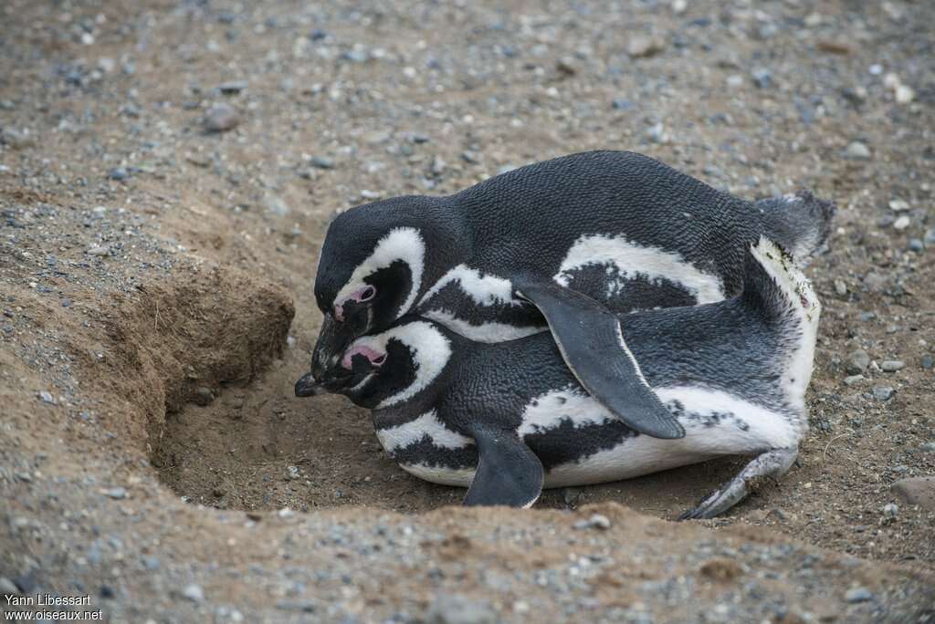 Magellanic Penguinadult, mating., Behaviour