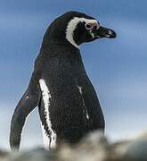 Magellanic Penguin