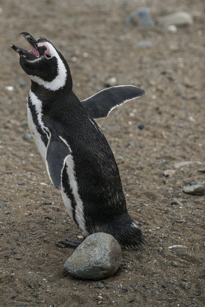 Magellanic Penguin