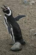 Magellanic Penguin