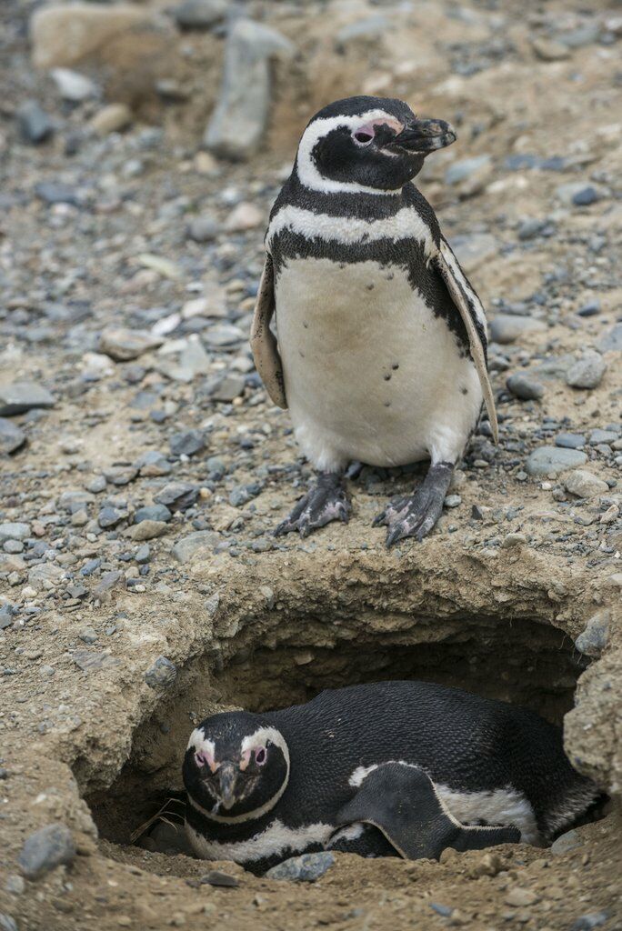 Magellanic Penguin