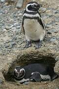 Magellanic Penguin