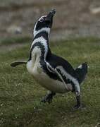 Magellanic Penguin