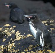 Galapagos Penguin