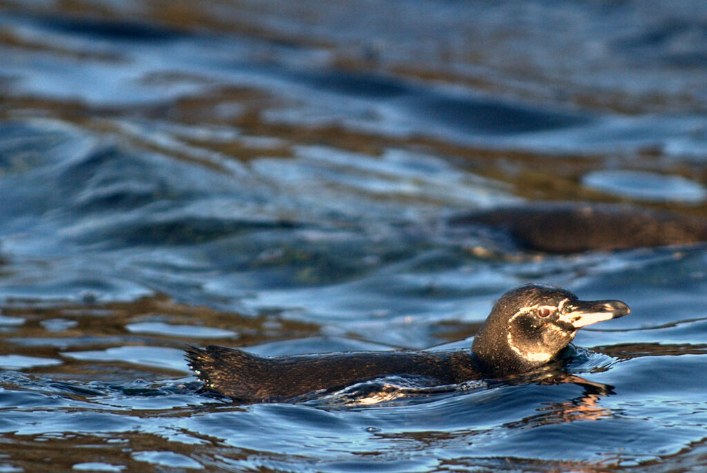 Manchot des Galapagos