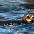 Manchot des Galapagos