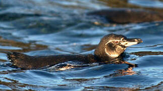 Manchot des Galapagos