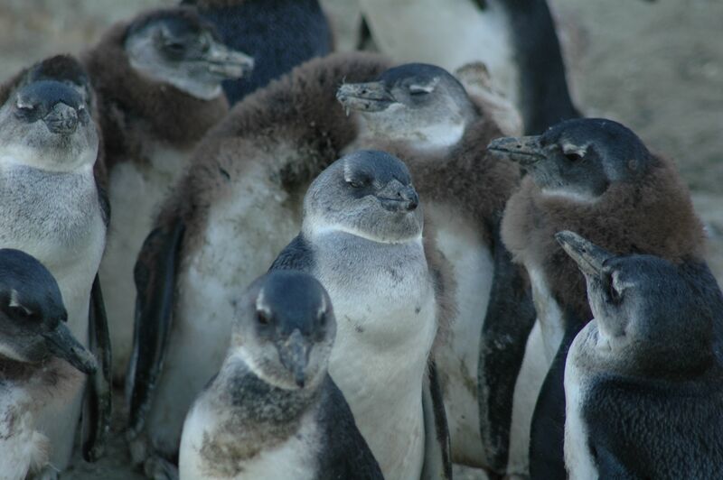 African Penguin