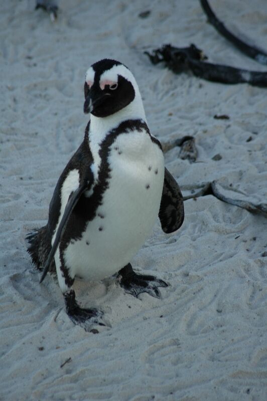 African Penguin