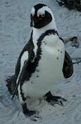 African Penguin