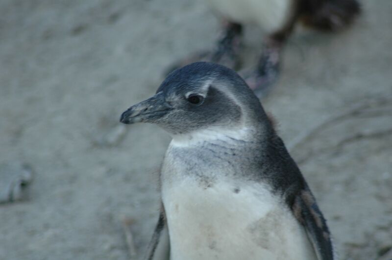 African Penguin