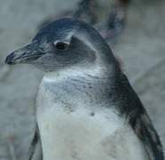 African Penguin