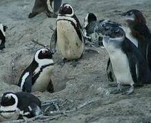 African Penguin