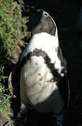 African Penguin