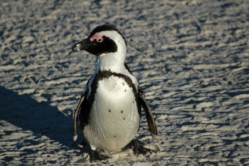 African Penguin