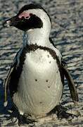 African Penguin