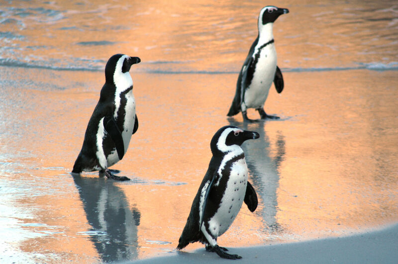 African Penguin