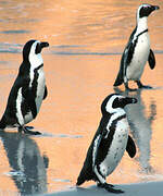 African Penguin