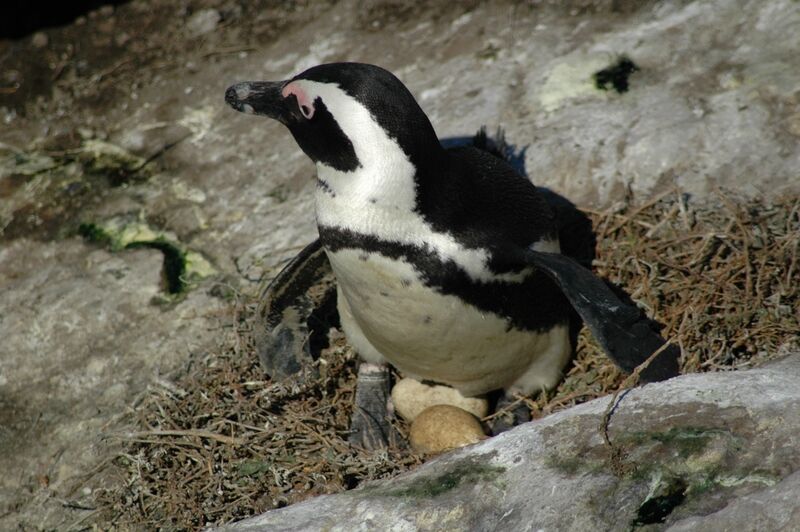 African Penguin