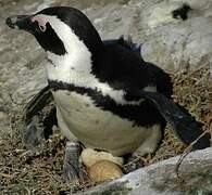 African Penguin