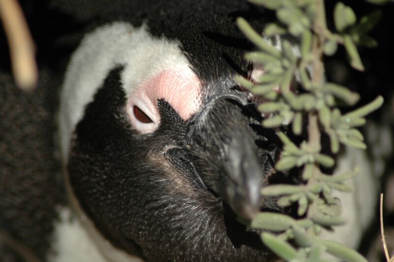 African Penguin